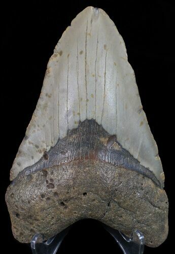 Bargain, Megalodon Tooth - North Carolina #67308